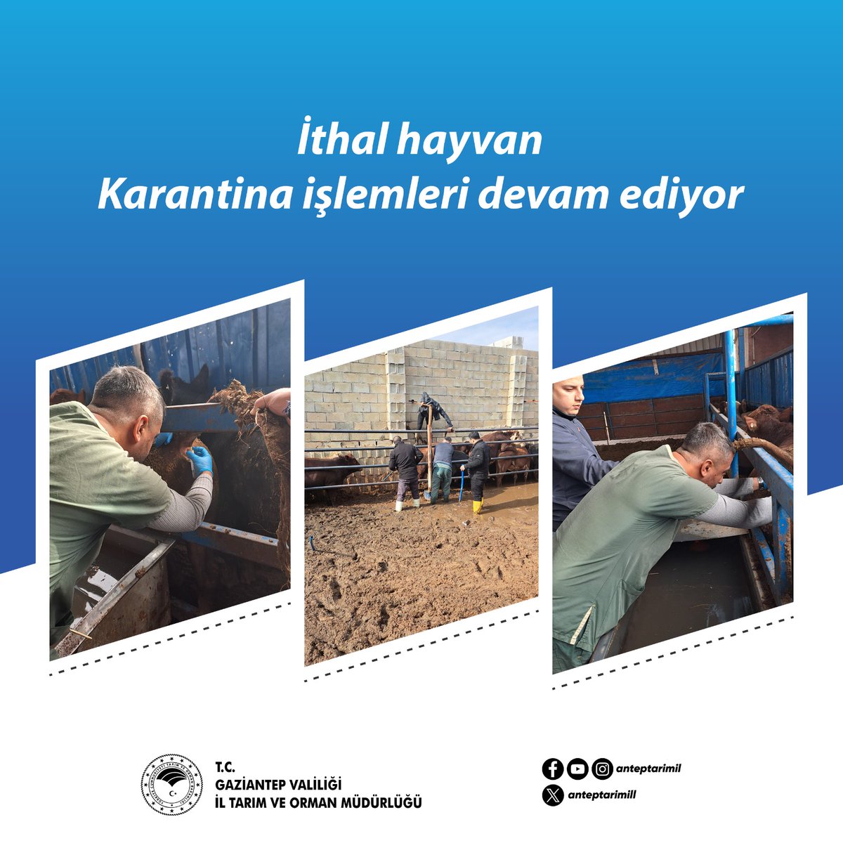 Şehitkamil İlçe Tarım ve Orman Müdürlüğünde görevli Hayvan Sağlığı Personelleri tarafından, İlimize getirilen İthal Büyükbaş Hayvanların Karantina İşlemleri tüm hızıyla devam etmektedir.
<a href="/TCTarim/">T.C. Tarım ve Orman Bakanlığı</a> <a href="/ibrahimyumakli/">İbrahim Yumaklı</a> <a href="/ibrahimsaglam46/">İbrahim SAĞLAM</a> <a href="/TR_HAYGEM/">Hayvancılık Genel Müdürlüğü</a>
