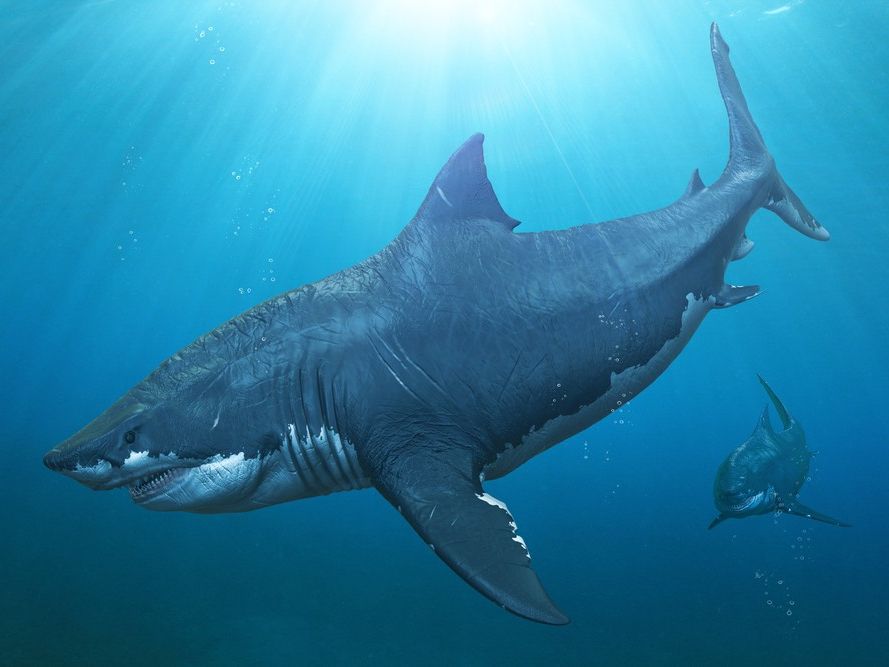 DiscussingBones's tweet photo. Giant shark Otodus megalodon has the ability to turn their prey into pure gold according to recent study.

Scientists suggest they posess this ability to help them eat. They have dubbed this ability as "Gold Rush".

(Source: FGOL) https://t.co/RCyoWHAizp