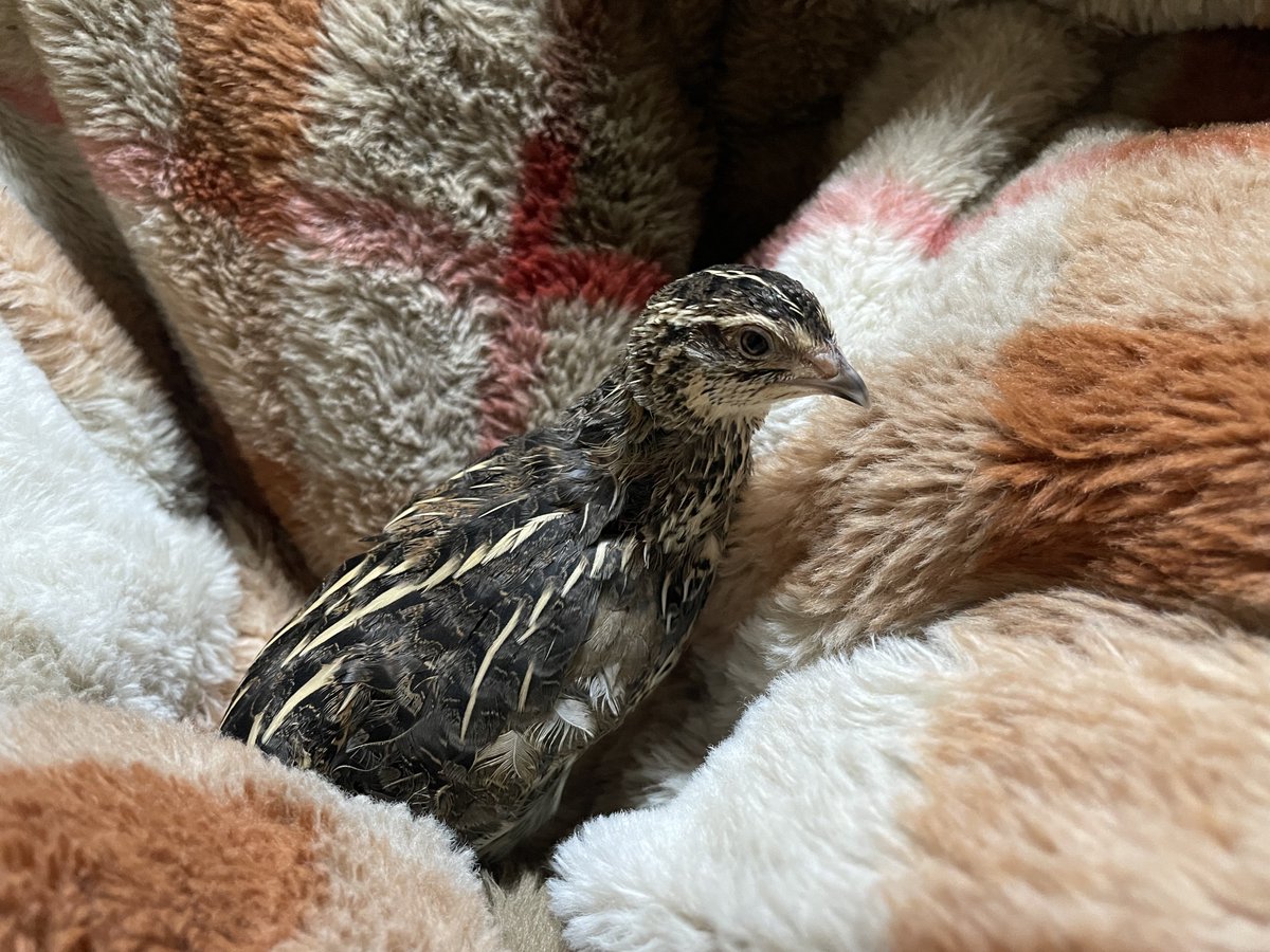 おーちゃん (@Ohchan_sub) / Posts / X