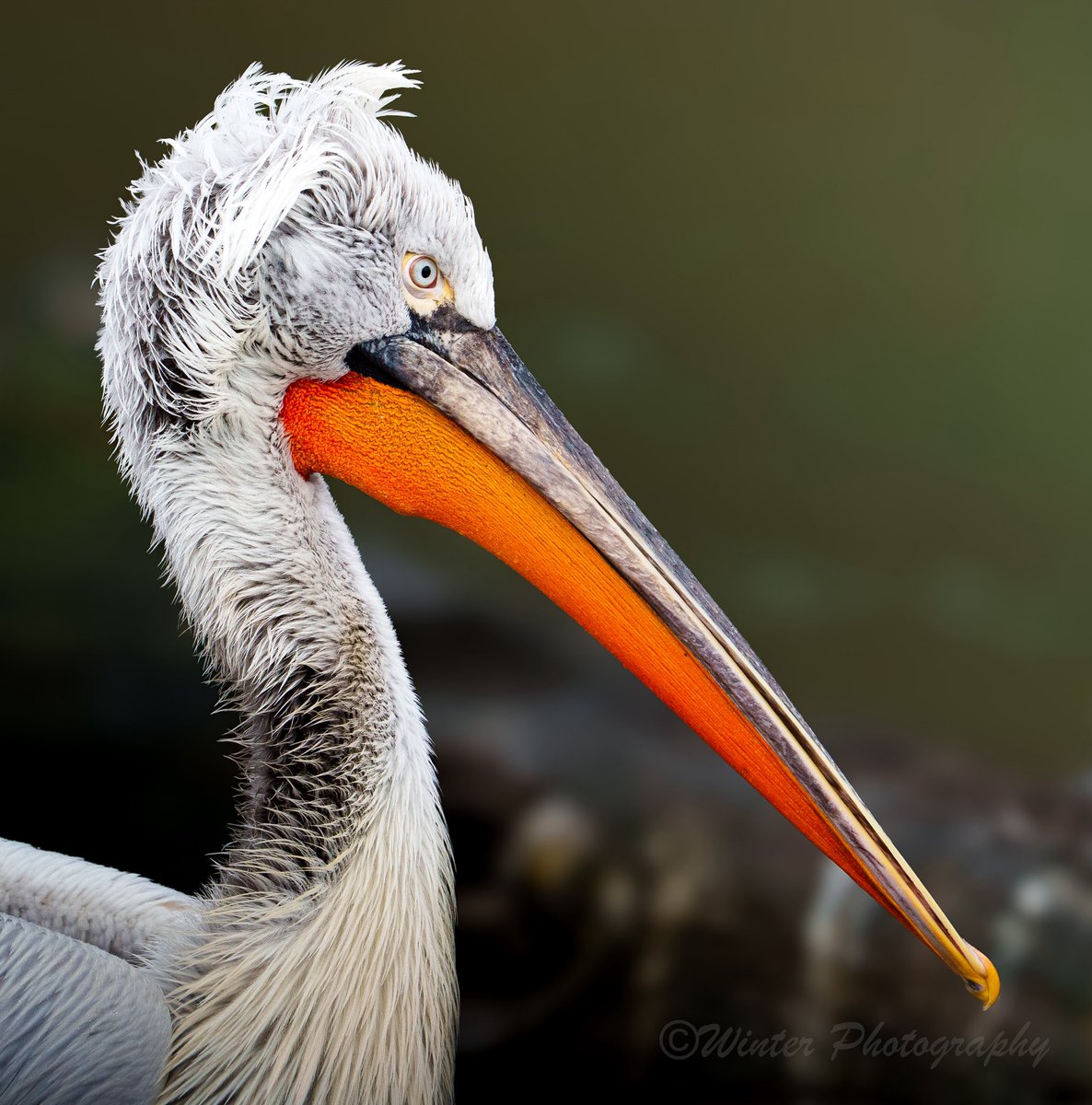 Kai Winter tweet media