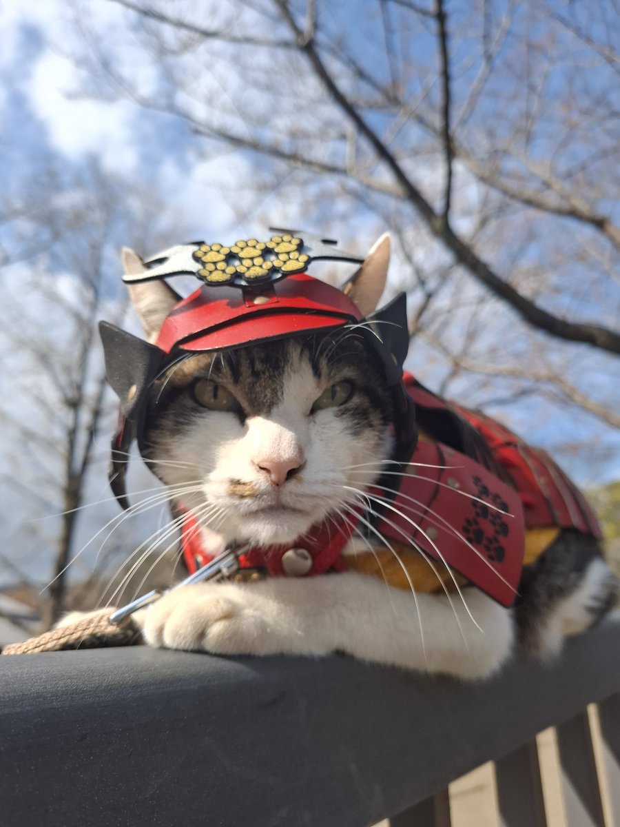 熊本猫 小鉄 (@ZIPPO0833) / Posts / X