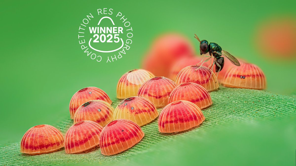 Insect Week tweet media