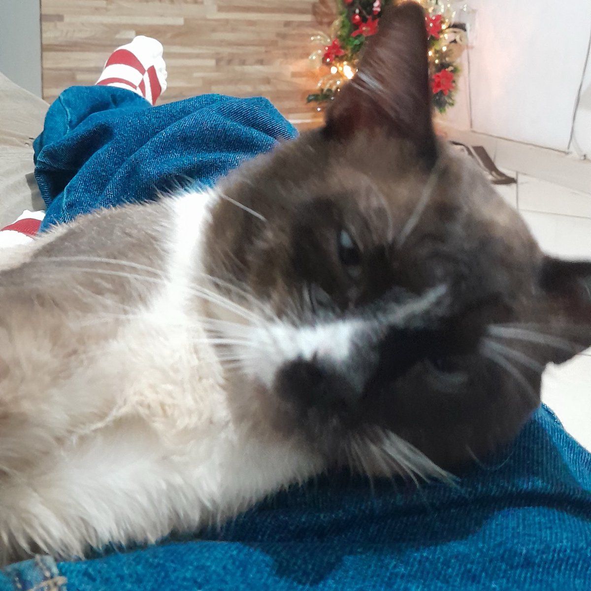 wtfminyard's tweet photo. eu vô chorar uma hr dessa com sdds do meu neném https://t.co/CskeIveTMX