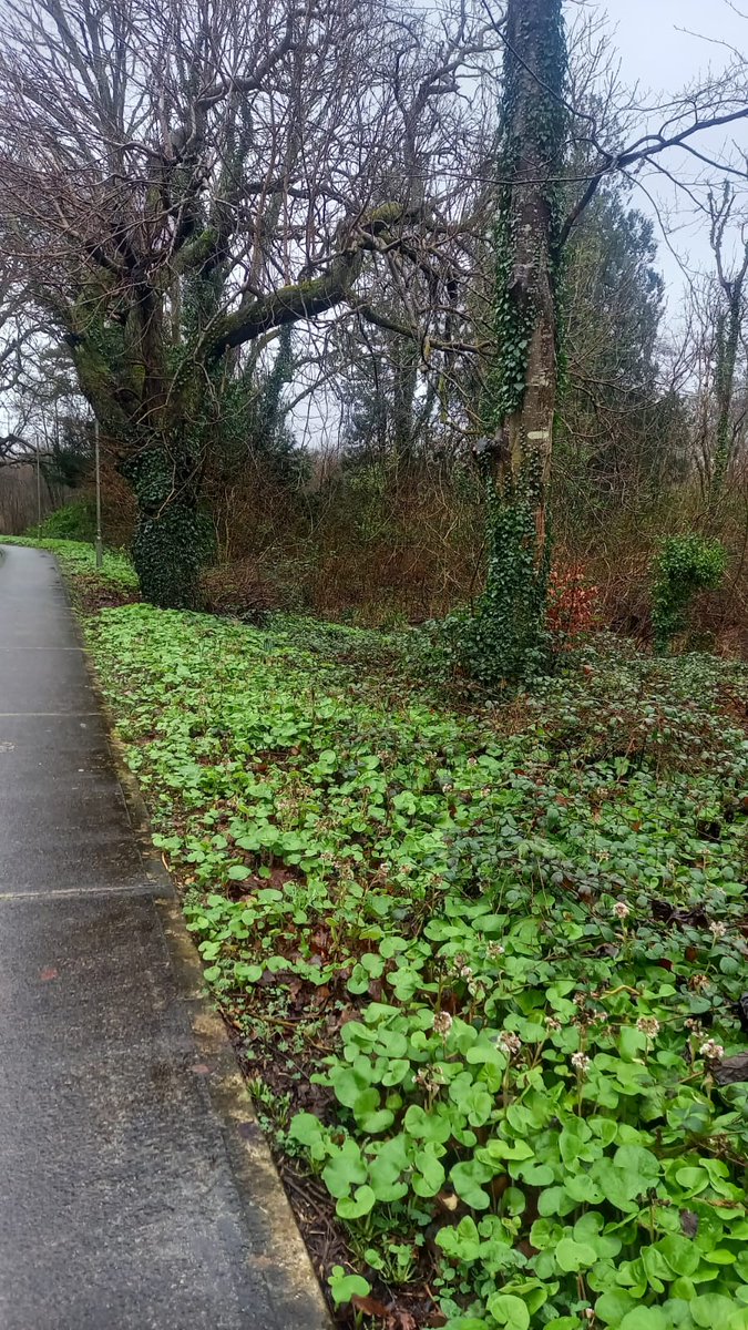 BDuffma's tweet image. #Clare #Burren #100daysofwalking 🟡🔵🖤🤍💚💛  ⚪️⚫️
