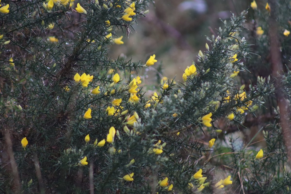 BDuffma's tweet image. #Clare #Burren #100daysofwalking 🟡🔵🖤🤍💚💛  ⚪️⚫️