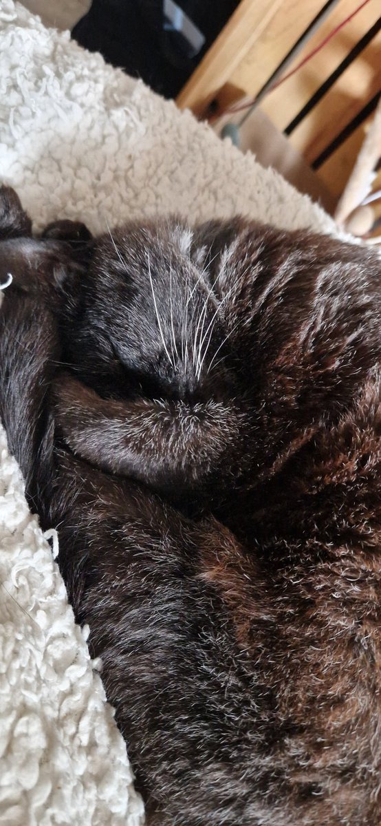 shadows le mimi 🐈‍⬛ tweet media