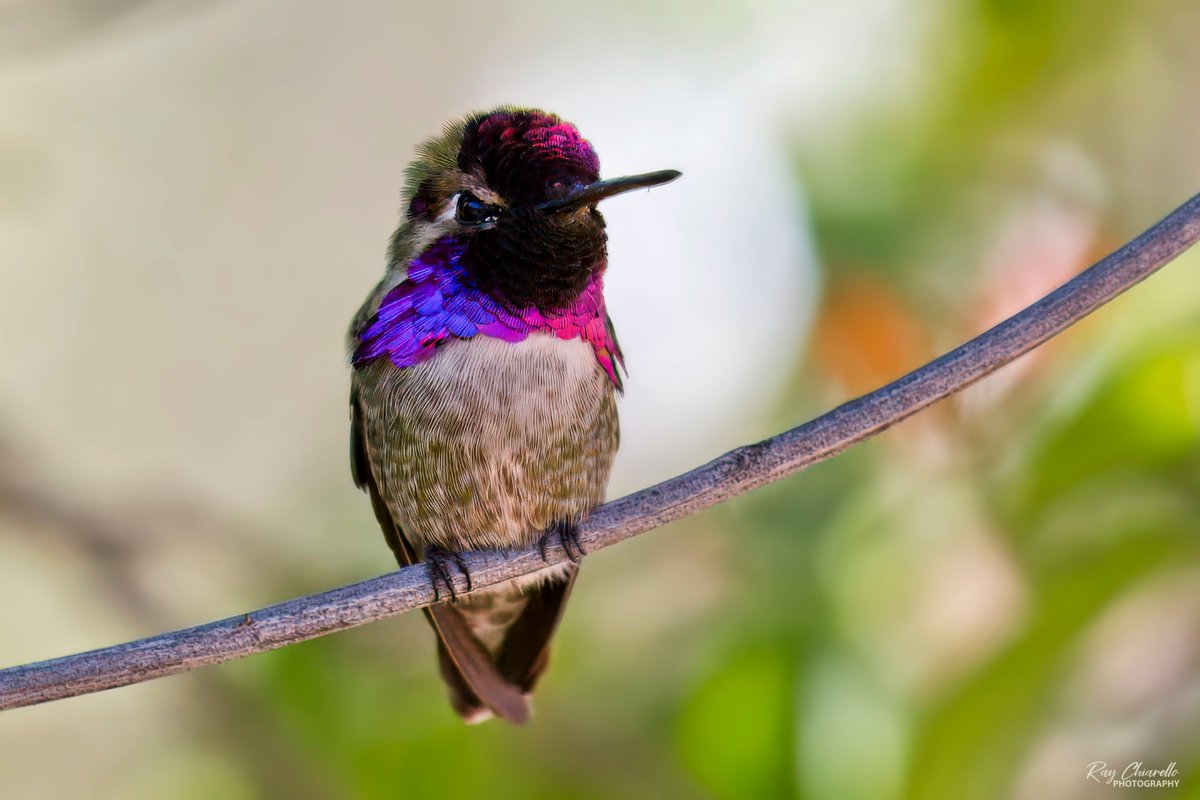 Costa's Hummingbird.
Full disclosure: This bird was photographed inside the hummingbird aviary at the Arizona-Sonora Desert Museum in Tucson. It wasn't a wild bird, but I was still happy with the photos. 
#Hummingbird