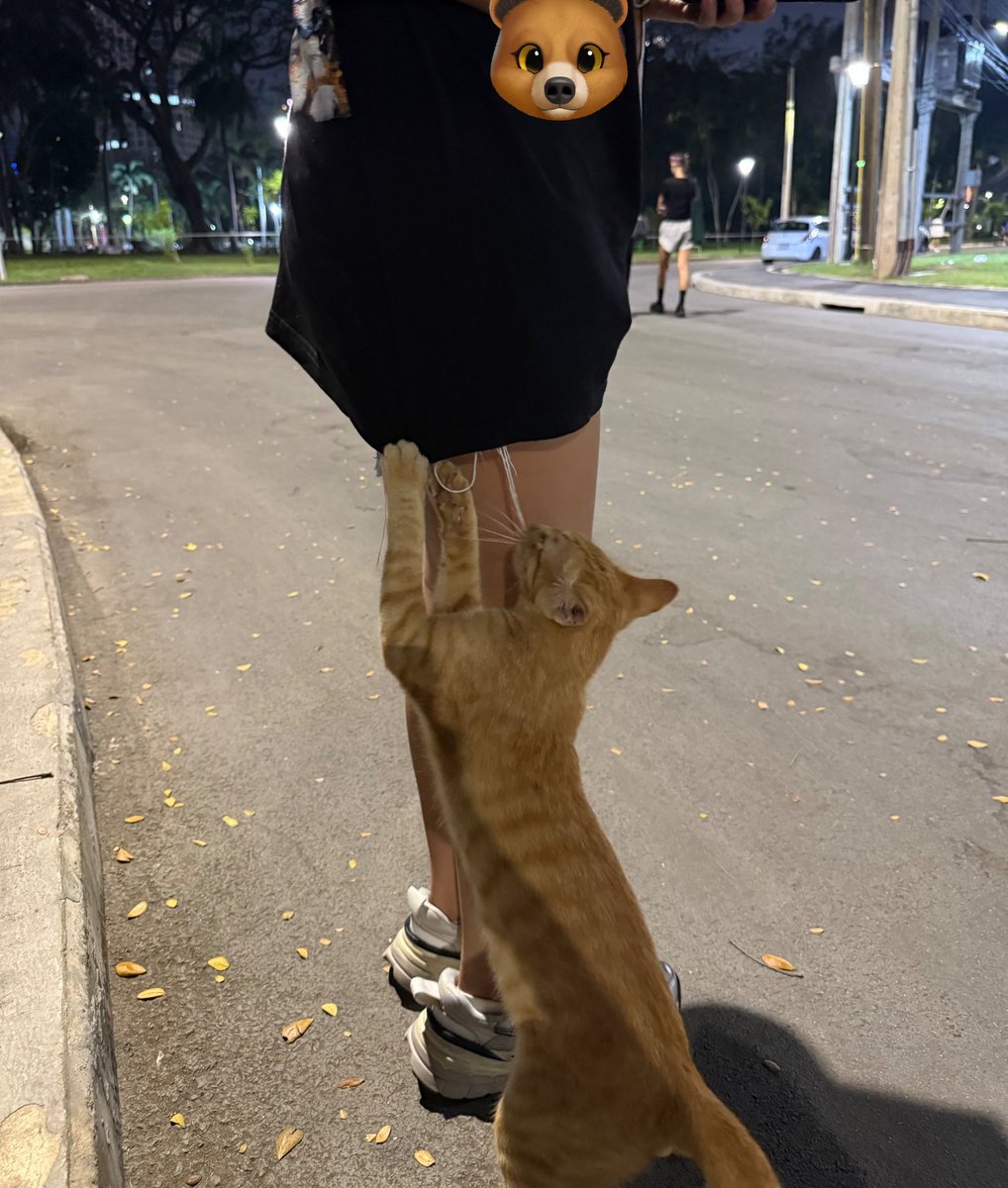 KUCING THAI NAKAL BANGET!!! aku dah ngomel pake bhs indo, tp aku lupa dia kucing Thai🤣 hati2 yg suka ke lumpini park! nanti dihap sama belio😽🐈