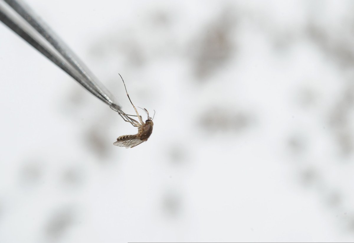 Diagnostics for Animals tweet media