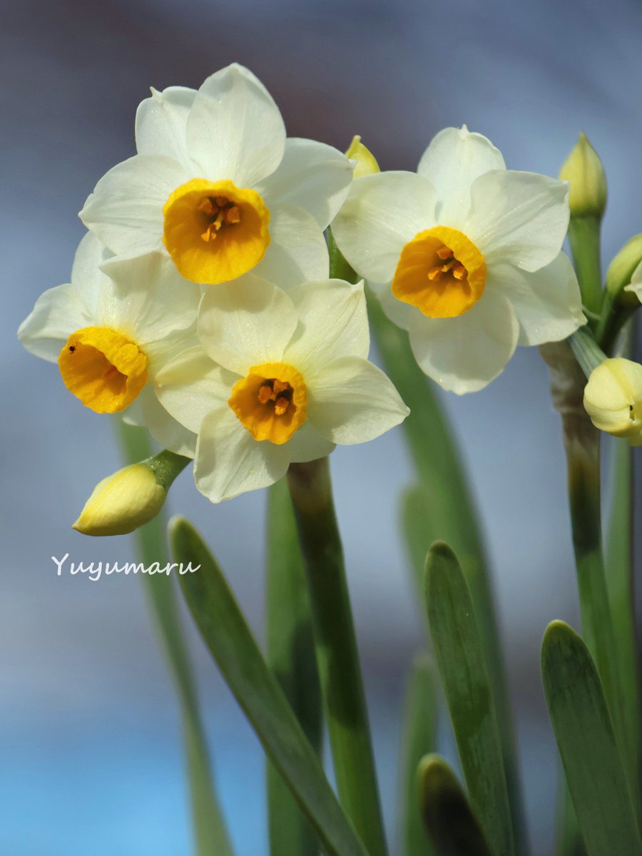 🍇 ゆゆまる ♋️ (@yuyumaru_718) / Posts / X