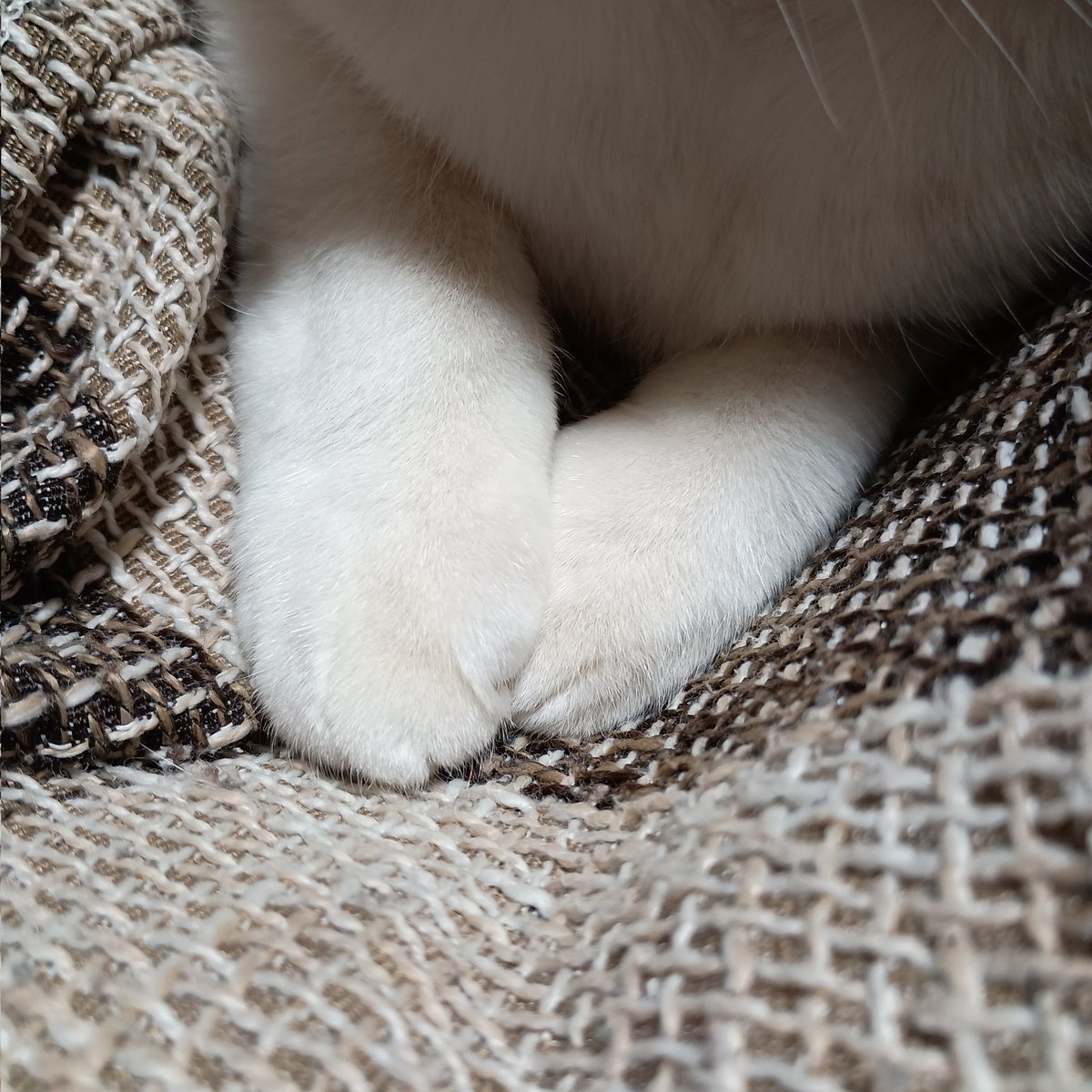 まえあしがとってもかわいいね...