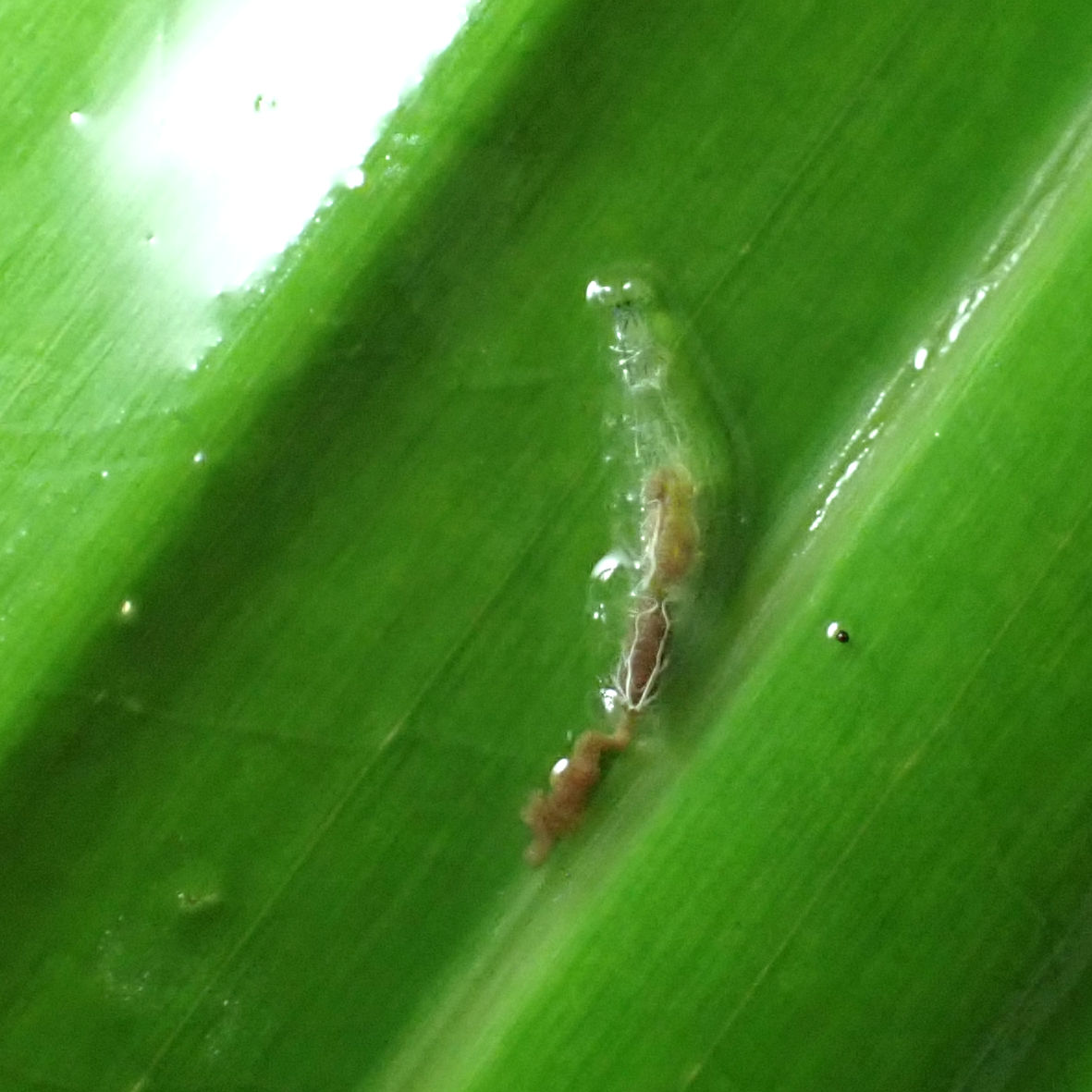 🐌🌿 shohji 😈😇 tweet media