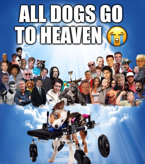 mask_bastard's tweet photo. all dogs go to heaven 😭 https://t.co/5nfT6l3b9L