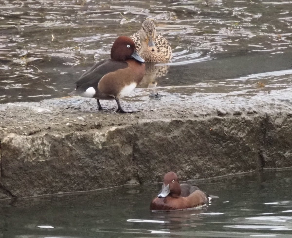 kyotoshidoubut1's tweet photo. 動物園南側を流れる琵琶湖疏水で初めてメジロガモを観察したのは2025年3月。今年はオス2羽が観察されています。
#京都市動物園 #kyotocityzoo #琵琶湖疏水 #メジロガモ #冬鳥 #LakeBiwacanal #Ferruginousduck #winterbird https://t.co/E611TBs7wJ