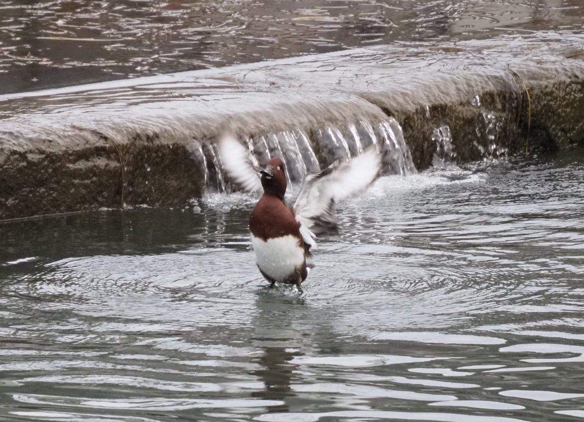 kyotoshidoubut1's tweet photo. 動物園南側を流れる琵琶湖疏水で初めてメジロガモを観察したのは2025年3月。今年はオス2羽が観察されています。
#京都市動物園 #kyotocityzoo #琵琶湖疏水 #メジロガモ #冬鳥 #LakeBiwacanal #Ferruginousduck #winterbird https://t.co/E611TBs7wJ