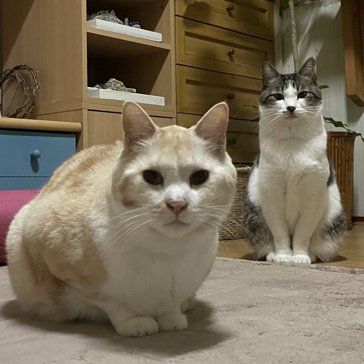 白髪染め放置タイム中の私を見てるネコチャンタチ