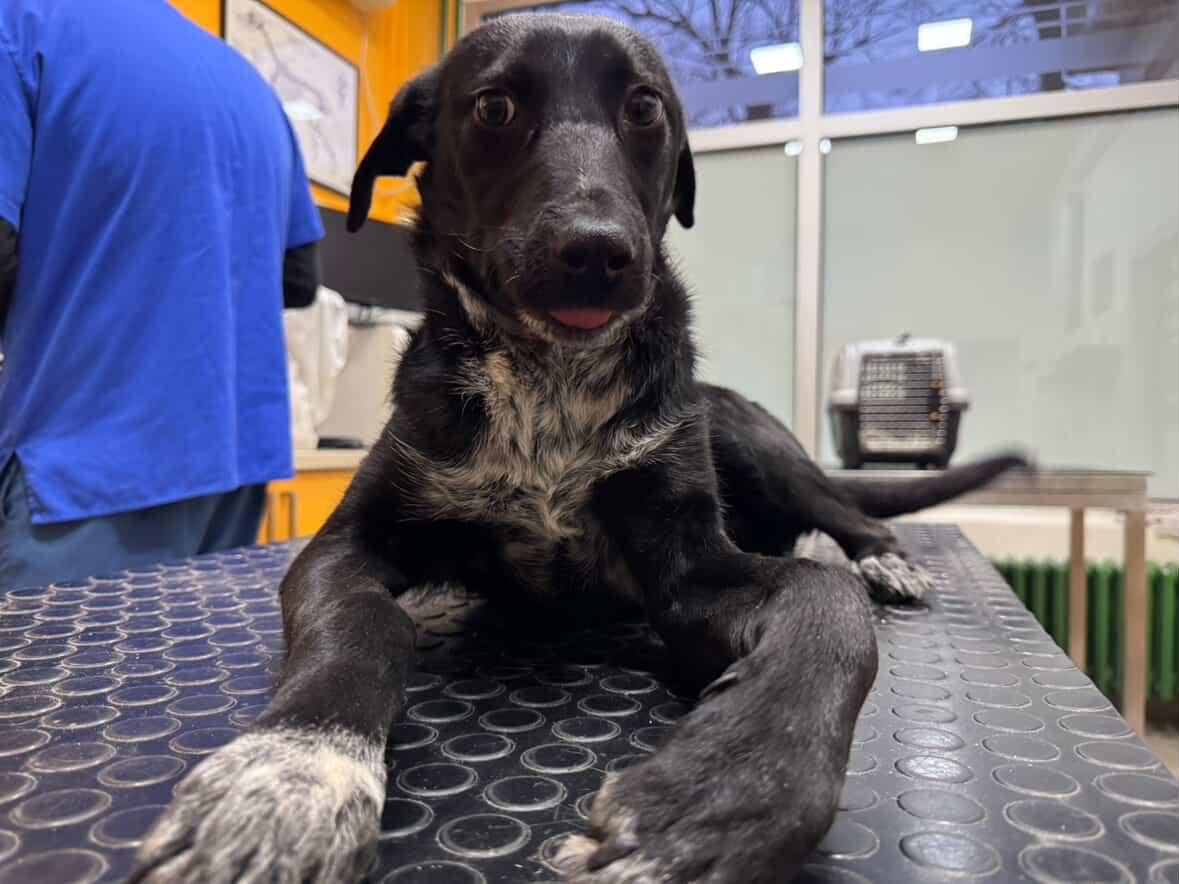 Miran je ko bubica i naučio je da napolju sve obavi. Divno se slaže sa drugim psima i ide bez povodca. 
Nakon operacije mu je potreban dom i mirno mesto za oporavak i naravno puno ljubavi ❤️🐾 
Molim vas za pomoć pa makar samo RT! 
p.s. dečko je u Beogradu