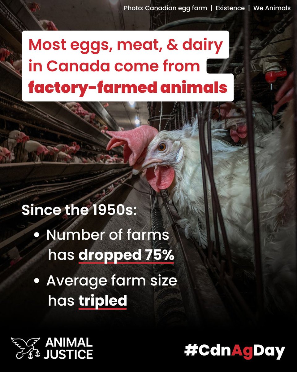 AnimalJustice's tweet photo. Today is #CdnAgDay. In Canada's factory farms, animals are locked inside filthy, windowless warehouses, often in cages so small they can barely move. #CdnAg https://t.co/nG4jujM7yH