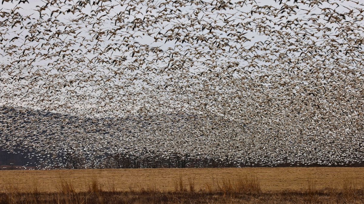 Pennsylvania Game Commission tweet media