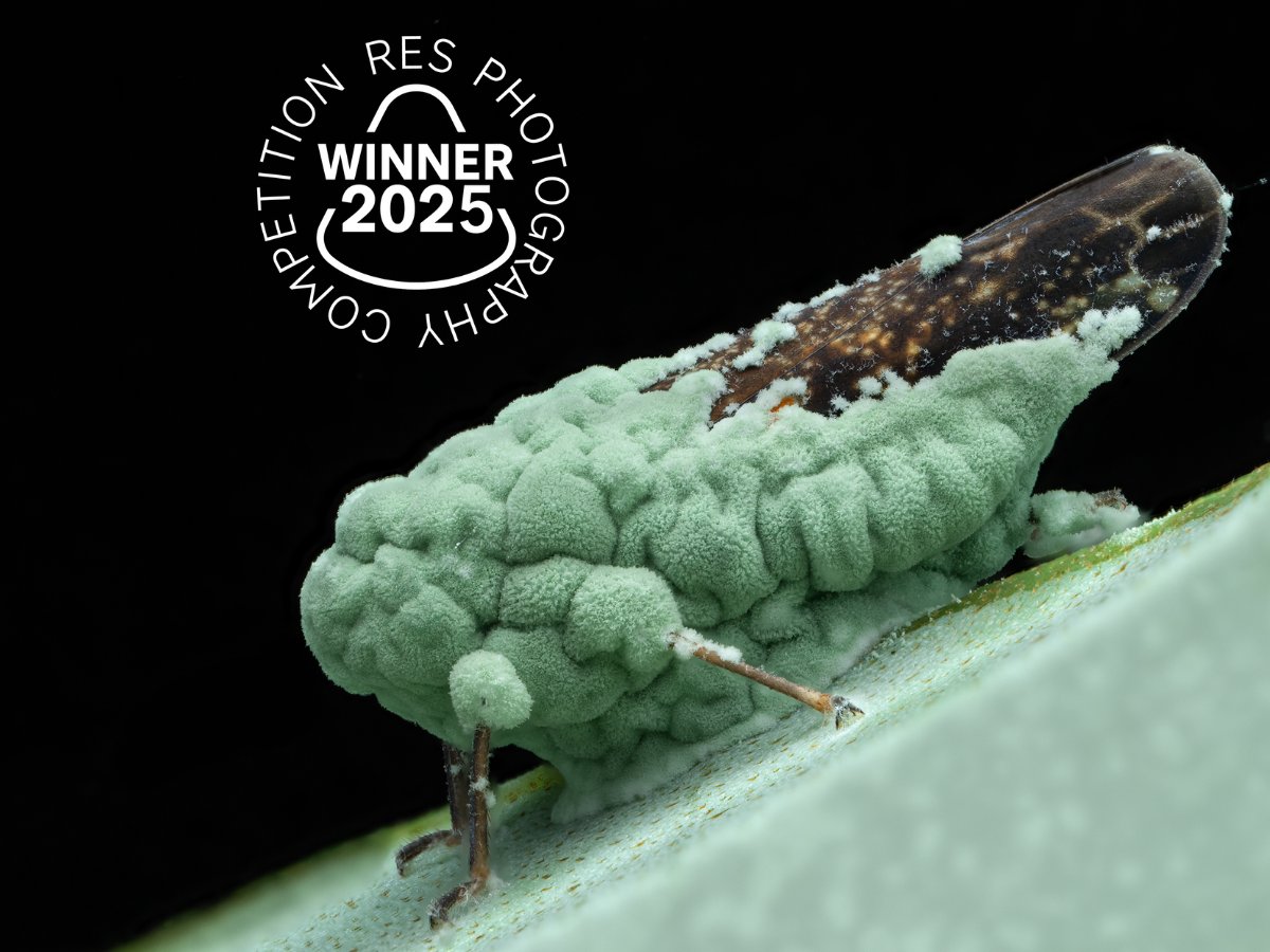 Insect Week tweet media