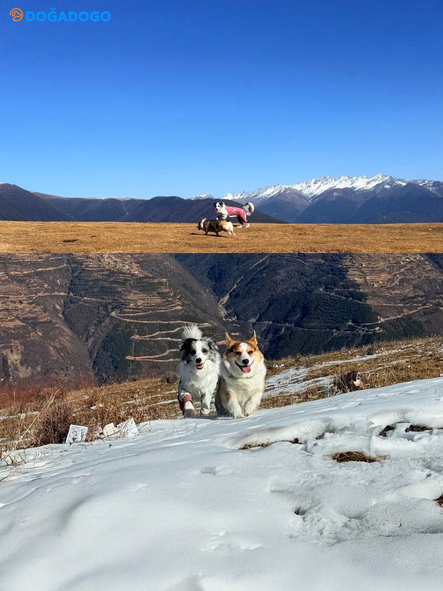 dogadogo2023's tweet image. 3,500m above sea level.
Wind, snow, and faith — worn on the journey.

#DGDG #Dogadogo #DogsGoAnywhere #HighAltitude
#TibetanPlateau #OutdoorDogs #DogAdventure #PetOutdoor