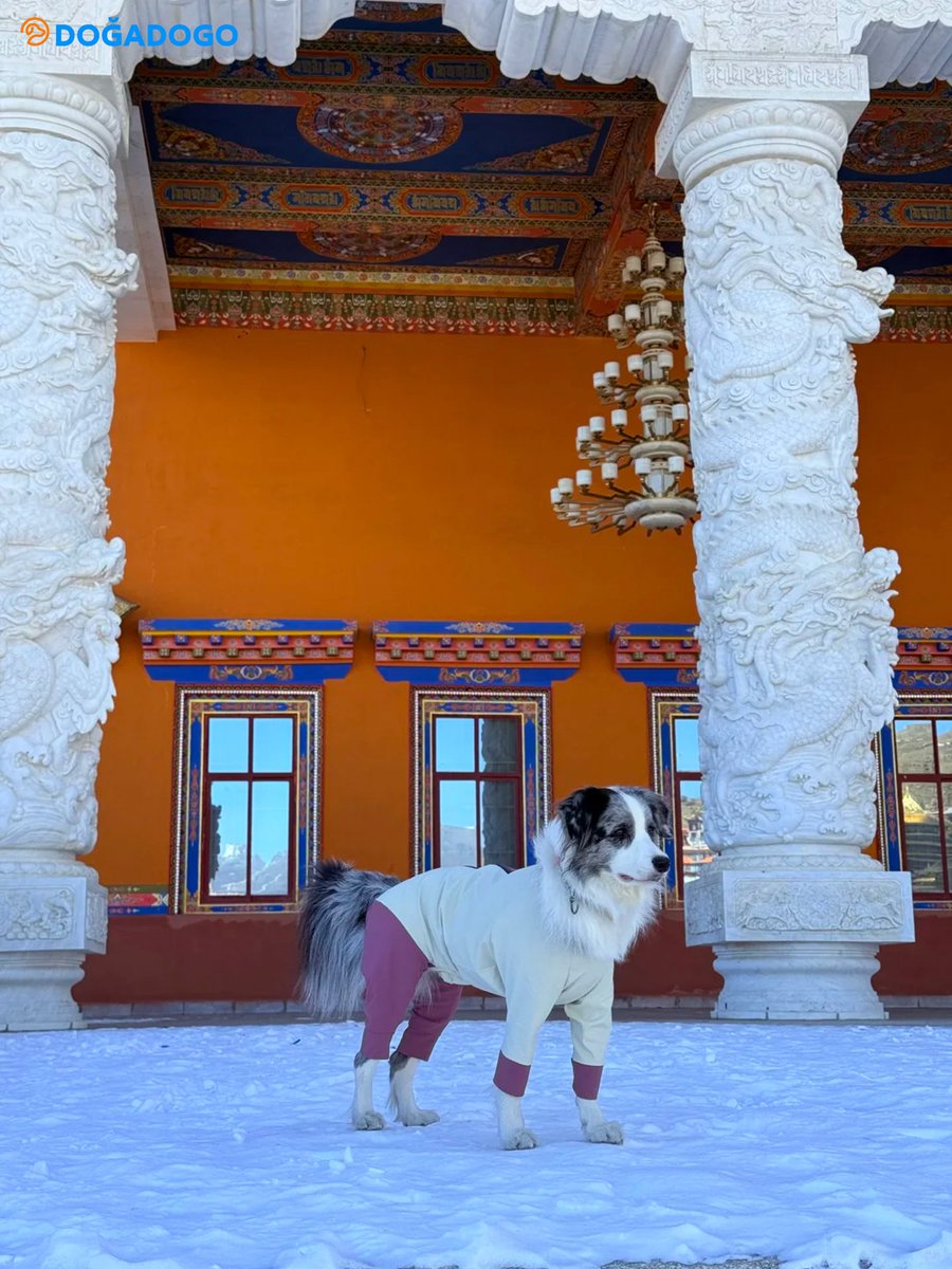 dogadogo2023's tweet image. 3,500m above sea level.
Wind, snow, and faith — worn on the journey.

#DGDG #Dogadogo #DogsGoAnywhere #HighAltitude
#TibetanPlateau #OutdoorDogs #DogAdventure #PetOutdoor