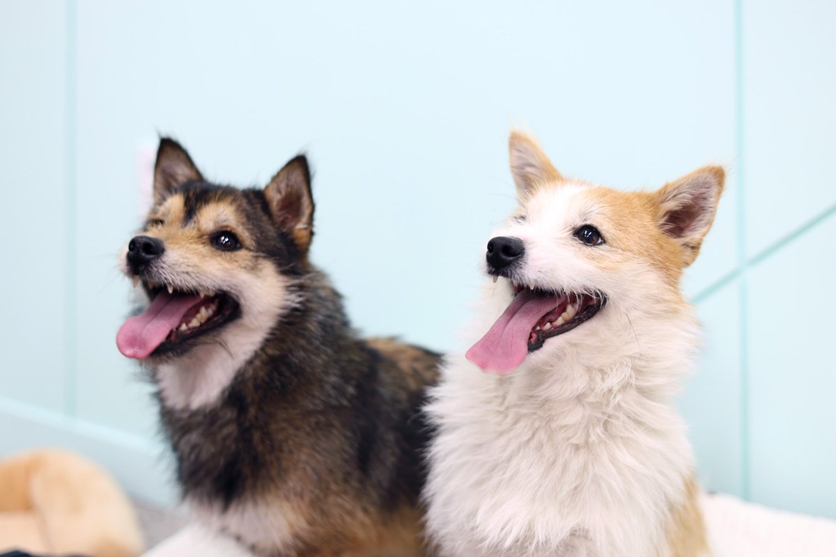 RÉCORD 레코드 tweet media