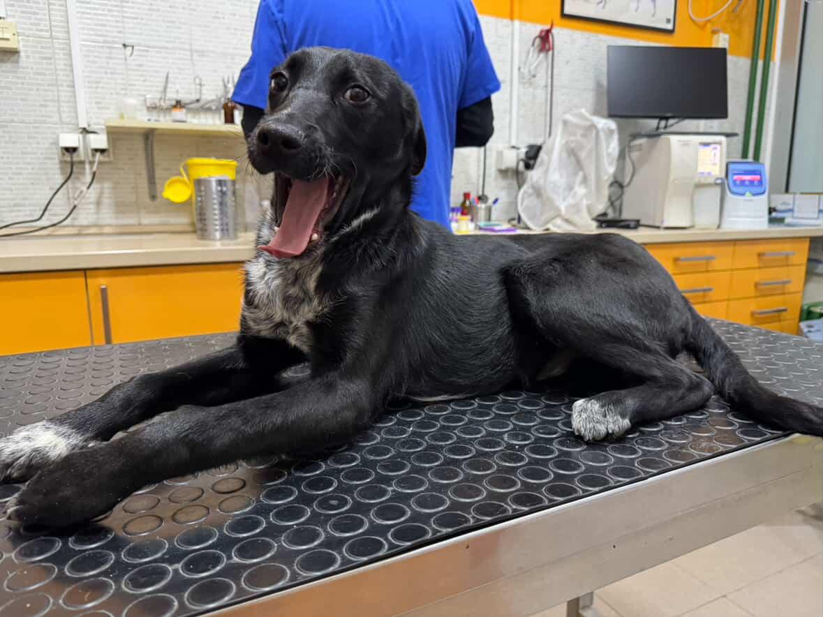 salix_klar's tweet image. dragi Tviteraši/ Iksaši treba mi POMOĆ da udomimo ovog dečka od 7-8 meseci. On je povređen, ima gangrenu na prednjoj levoj šapi. devojka koja brine o njemu i snosi troškove bi trebalo da ode iz zemlje a ima svoja četiri psa te nije u mogućnosti da i njega povede. 
⬇️