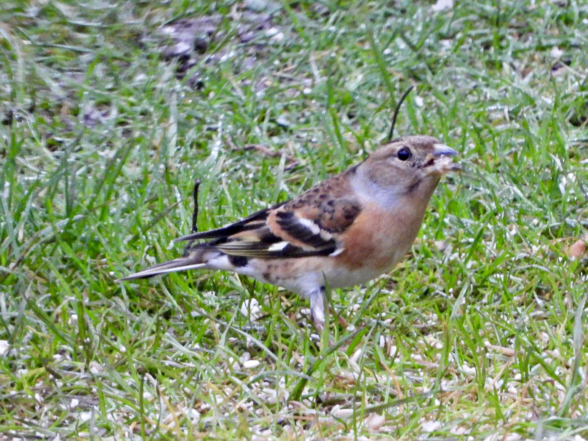 Alan Boddington tweet media