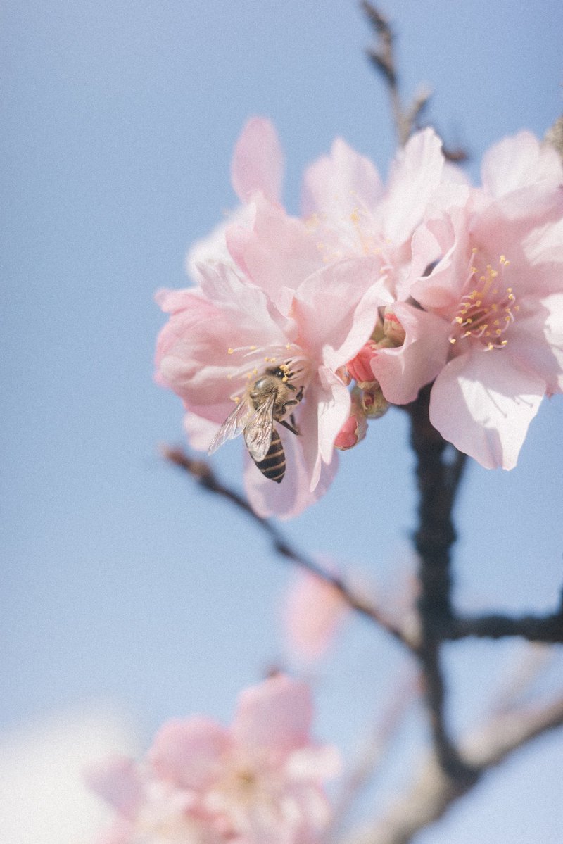 ICL手術から1週間。
今日は久しぶりに外の光を見た。
家の近くの公園では、もう桜が咲いてた。

長い夢を見てたみたい。