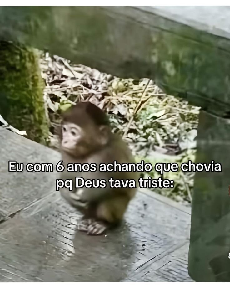 perfil dedicado a gatinhos e peitos (@odeiootaco) on Twitter photo 