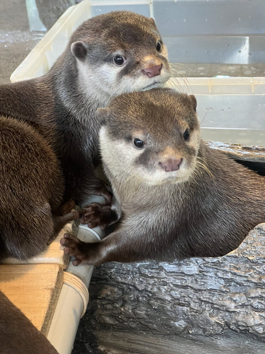 カワウソ様 かわうそ(・ᴥ・) (@iF9kOxq2miU6JaD) / Posts / X