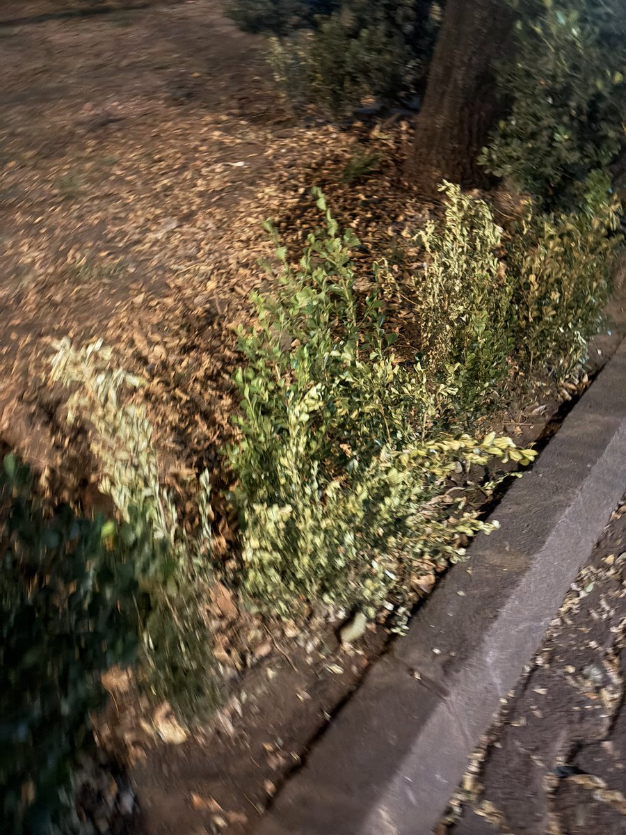 Se gastaron miles y miles de pesos de presupuesto participativo para arreglar el Parque San Lorenzo en <a href="/tlacodelvalle/">Tlacoquemécatl Del Valle</a> pero a semanas de ser plantadas nuevas plantas 🌱 la falta de riego ya hizo se secaran. Dinero tirado a la basura por falta de riego de <a href="/AccionesBJ/">Acciones BJ</a> <a href="/iecm/">IECM</a>