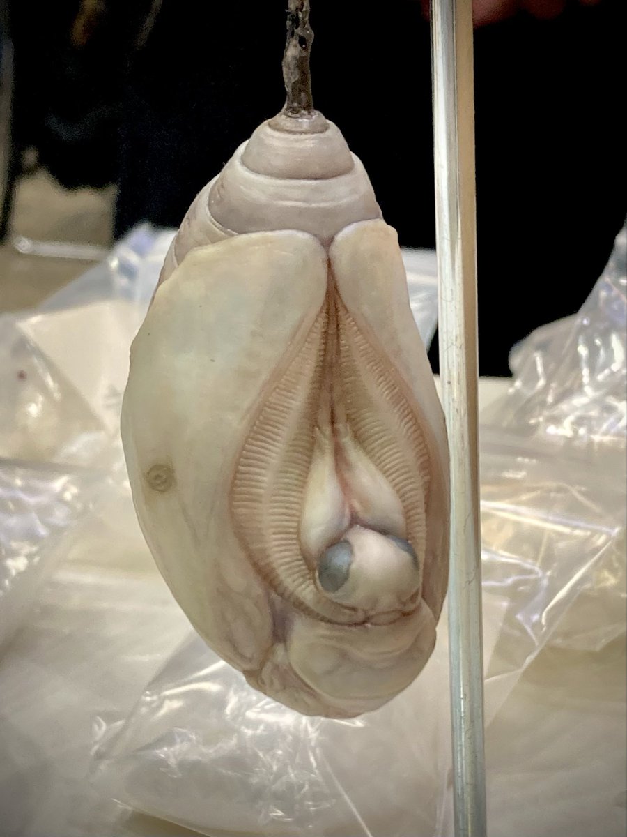 ワンフェスの写真

芽々木さん
めちゃくちゃ繊細な造形で、少女の危うさ、あどけなさ、刹那的な感じが凄く美しかった

山本翔さん
いつも「本当にこういうイキモノがいて捕まえてきたのでは」と考えてしまうほど生き物感がすごいです