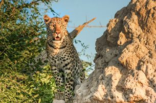 El 10 de febrero se celebra el Día Internacional del Leopardo Árabe,  con la finalidad de sensibilizar y concienciar a la población mundial  acerca del peligro crítico en extinción de esta especie.
