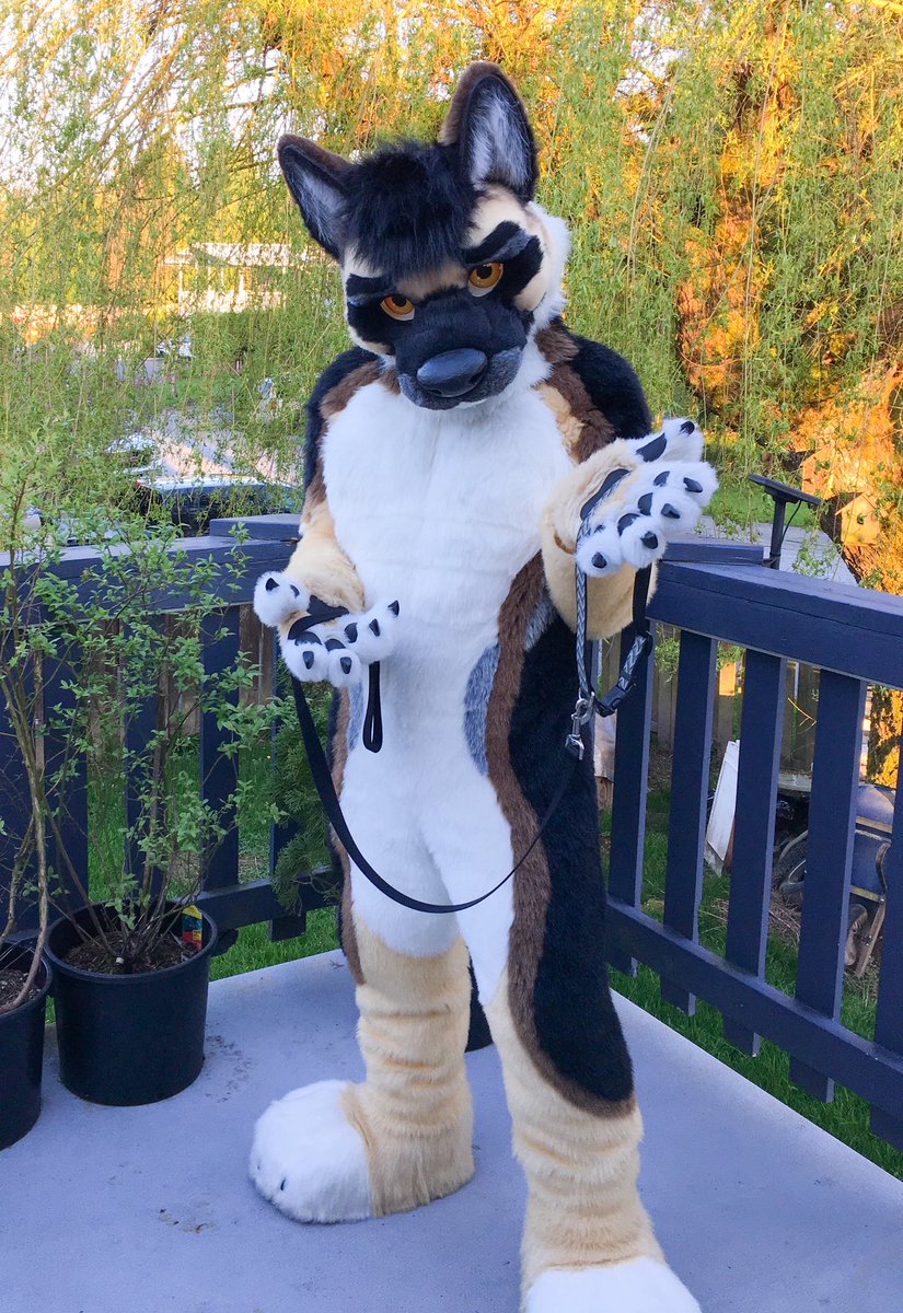 Nitro Shep 🔜 𝗙𝗪𝗔 tweet media