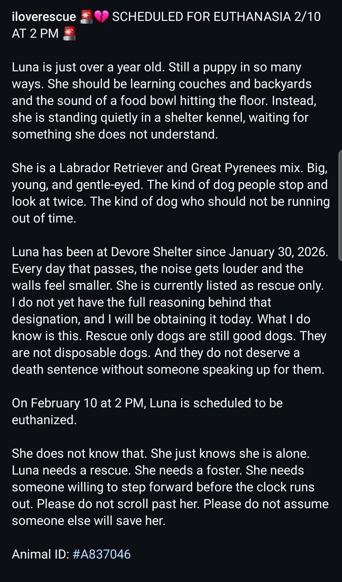 8415_n's tweet image. LUNA #A837046
1yo.#GreatPyrenees #labrador mix
Big, fluffy, gentle, soft-eyed girl make heads turn. A beauty inside and out, in a hellish place. #Euthlisted 2/10‼#Devore #SanBernardino #LosAngeles #CA #SOCAL #Norcal #pnw
#Foster at no cost!
#adopt
#PLEDGE
instagram.com/reel/DUjHiOAEv…