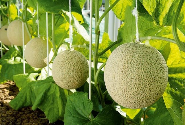 冠果堂|温室育ちのクラウンメロン tweet media