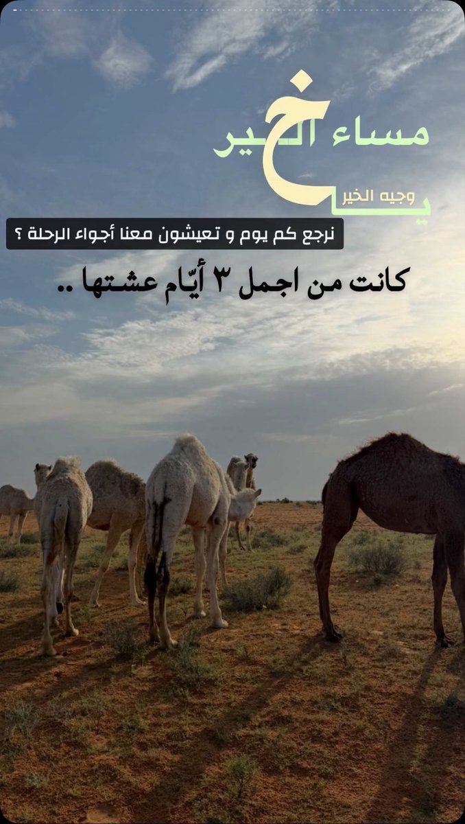 ندند"SF"🩶 tweet media