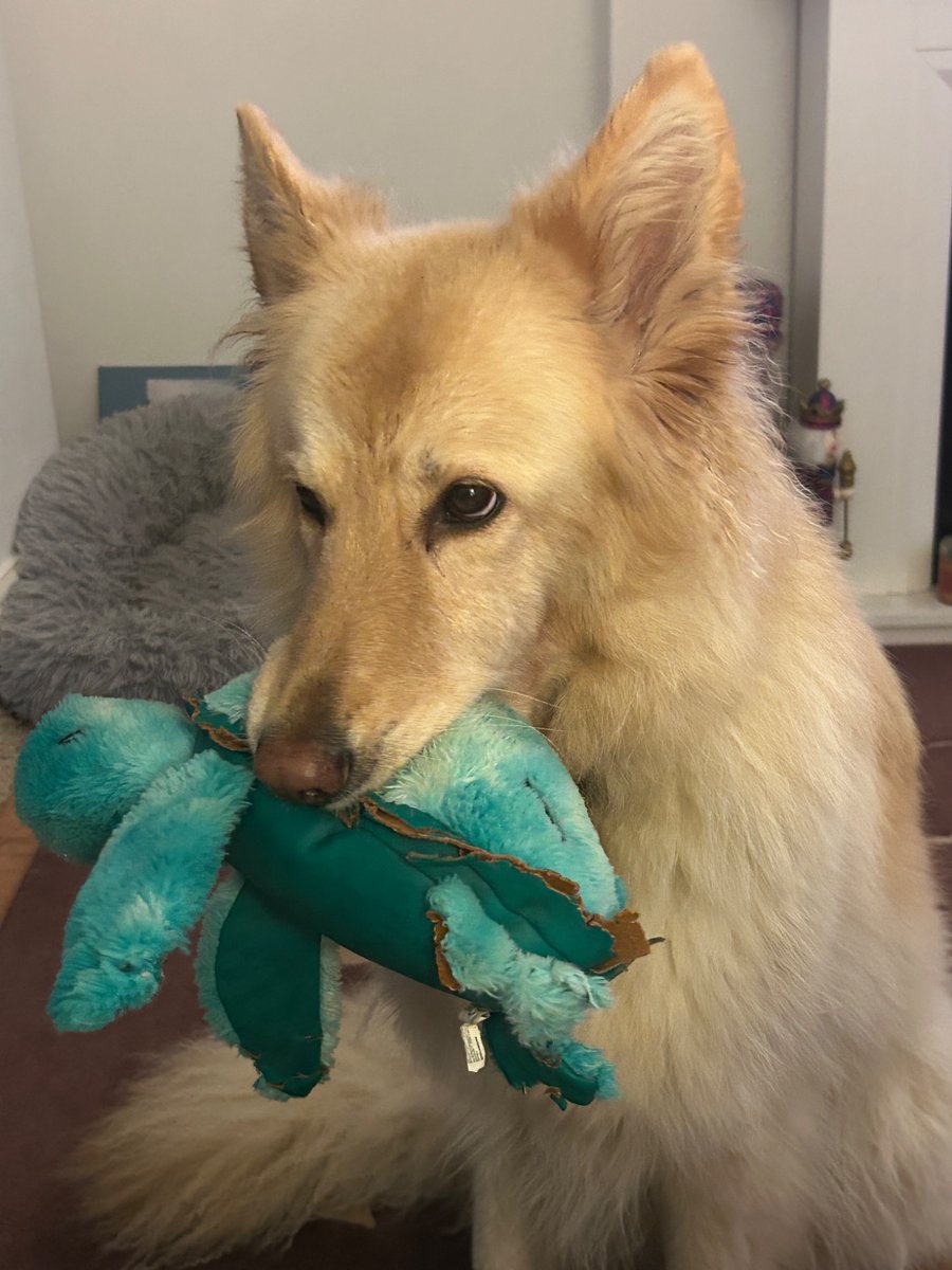 boatypat's tweet image. She found this stuffy n would like me to take it off her .. I don’t really want it .. next will be tennis balls #playtime #gsd #dogsoftwitter