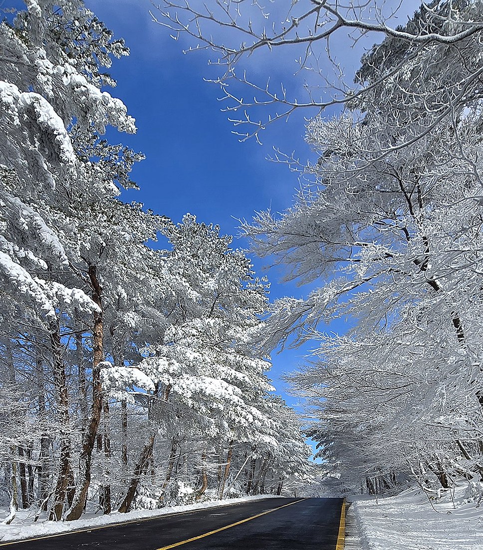 제주 1100도로

2월 9일