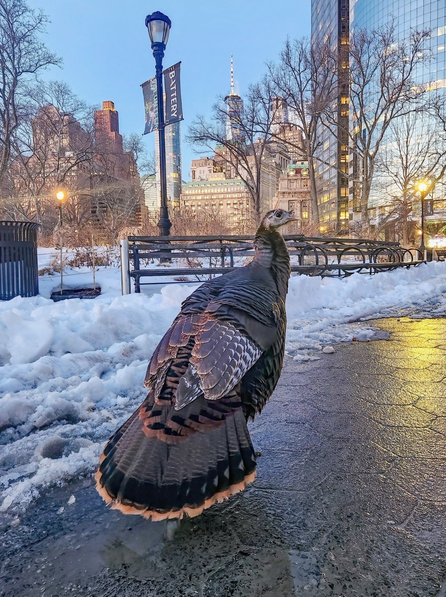 Manhattan Bird Alert tweet media