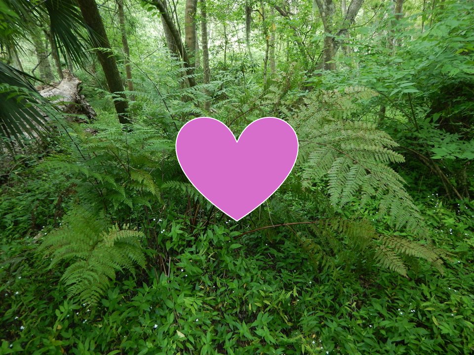 SERV Program tweet media