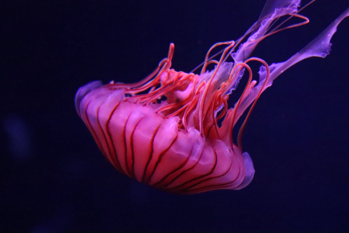 ひとみん tweet media