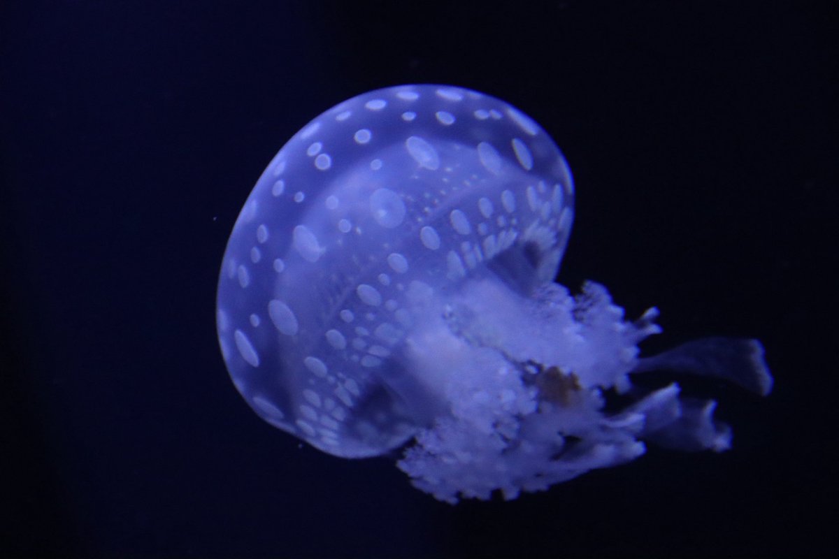 ひとみん tweet media