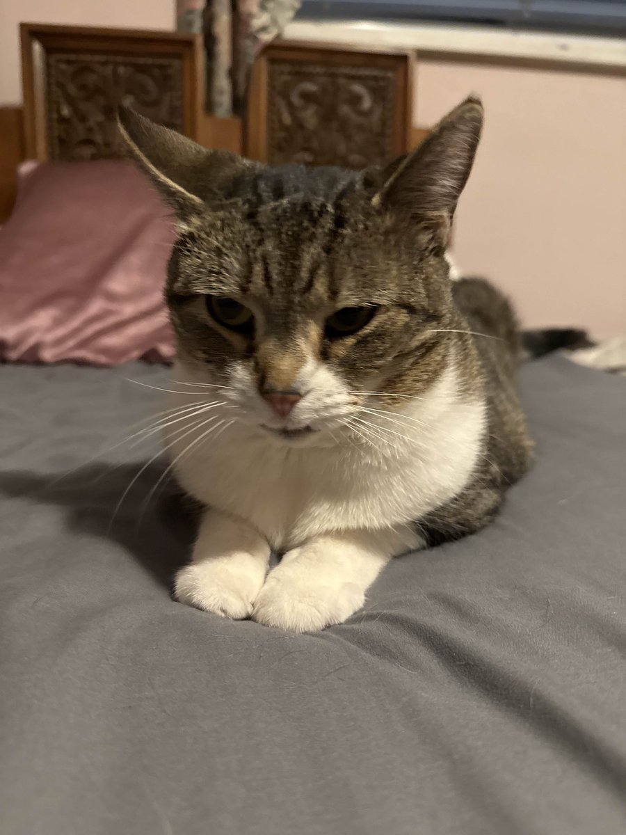 Sugar Pals tweet media