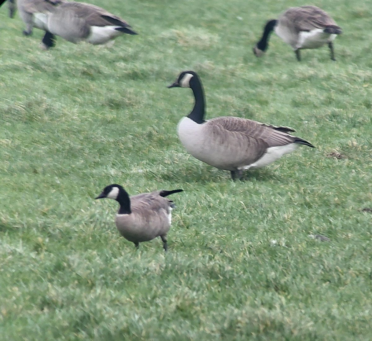 David dack tweet media