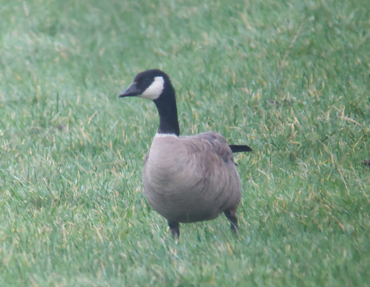 David dack tweet media