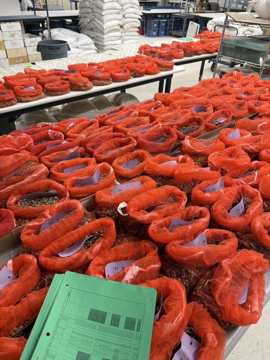 anagvargasp's tweet photo. Happy World Pulses Day! 
I celebrate selecting F3 faba bean nurseries for the 2026 season 🫘 @CDC_USask https://t.co/G72bLyz1D8