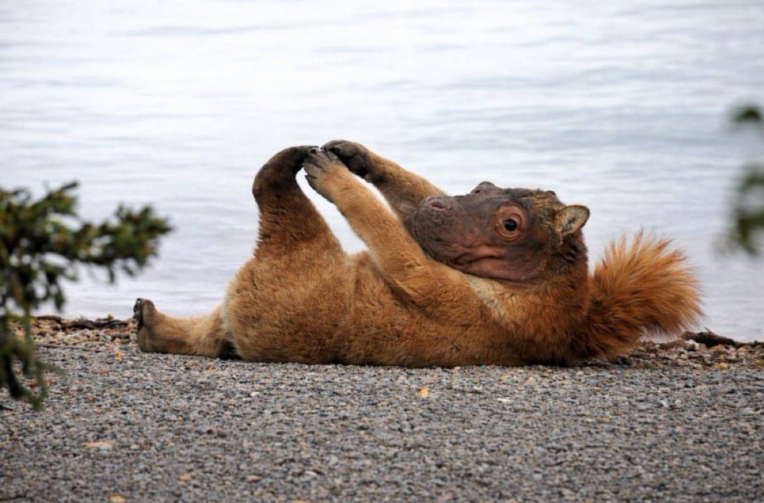 remus🦞(⚫️, ⬜️) tweet media